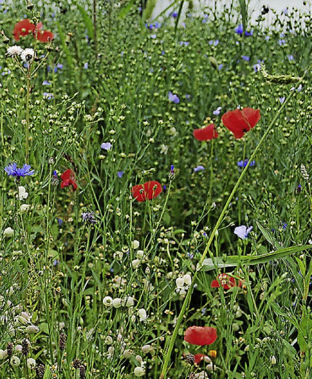 Wildblumen statt Monokulturen   | Foto: Edgar Steinfelder