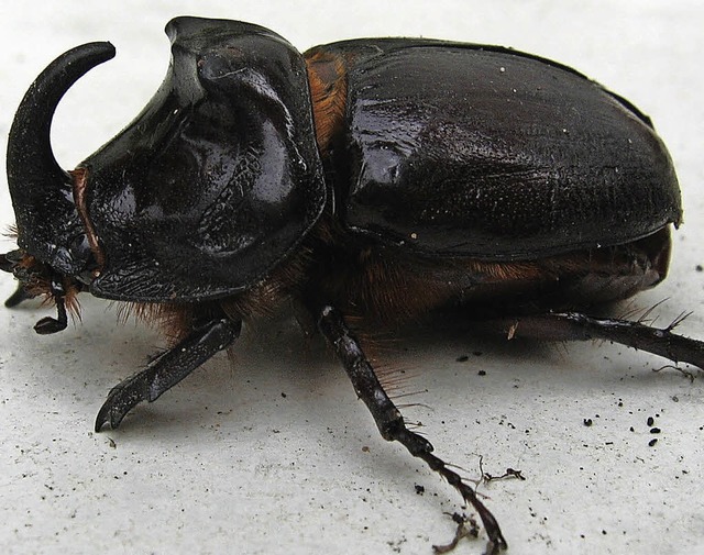 Ein kleiner schwarzer Gigant ist der N...in Prachtexemplar aus dem Mnstertal.   | Foto: Manfred Lange