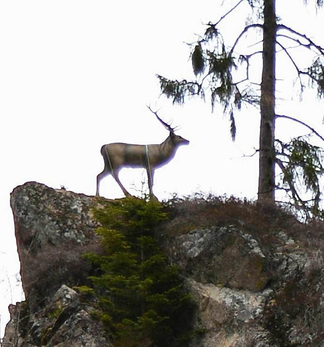 Neuer Hingucker: Derr Wehratal-Hirsch. Darf er bleiben?  | Foto: Hans-Dieter Folles 