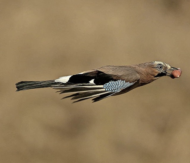 Foto-Volltreffer: der &#8222;Eichelhher&#8220; im Flug    | Foto: R. Armbruster