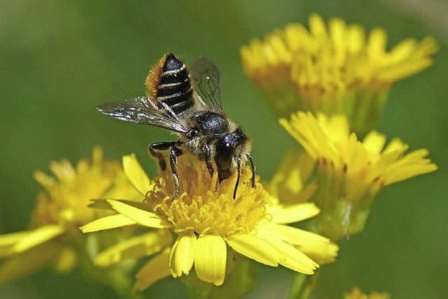 Die Wildbienen stehen im Mittelpunkt einer Ausstellung in der Stadtbibliothek Freiburg