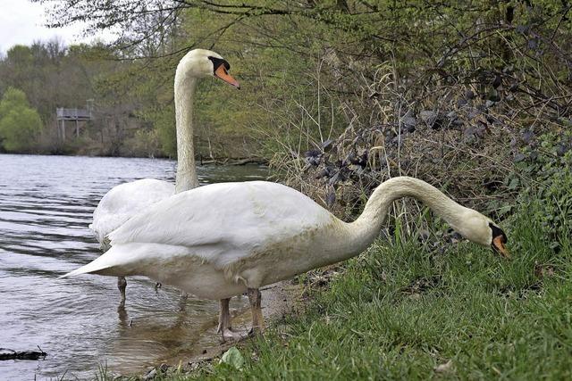 Ornithologisches Gutachten fr den Opfinger See ist fertig