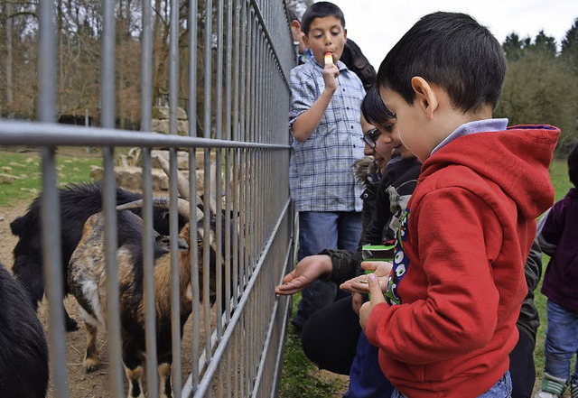 Omer (vorne) und  Gafur (mit Eis) mit ... AWO im Wildgehege in Waldshut-Tiengen  | Foto: Ramona Rcker