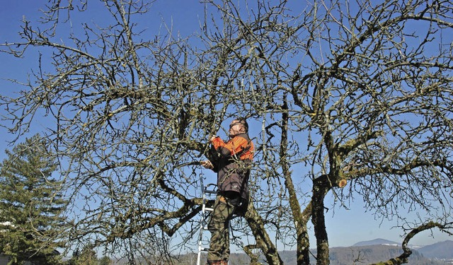 Ein Baumschnittkurs auf Hof Dinkelberg in Schopfheim-Wiechs mit Georg Freidel   | Foto: Regine Ounas-Krusel