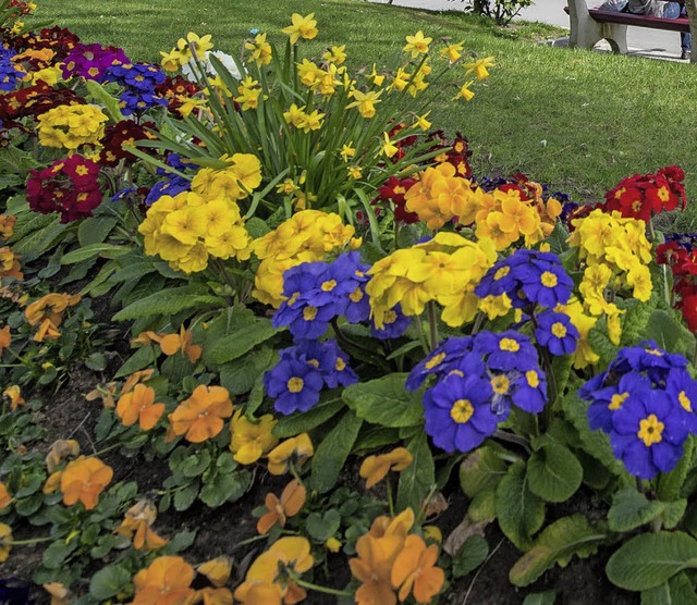 Viele bunte Blumen sollen auf dem frh...dkircher Freibadgelnde Platz finden.   | Foto: dpa
