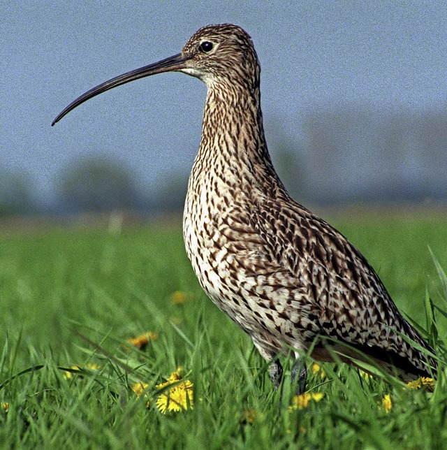 Im Allmend gesichtet: der Groe Brachvogel    | Foto: Archiv: Hubert Link/DPA