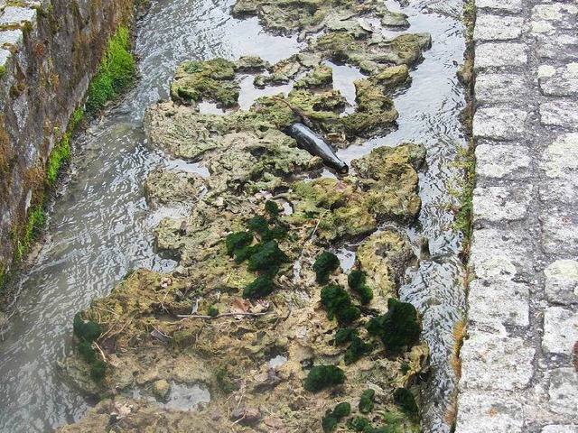 Schlamm, Gips und Algen &#8211; und in...eine Flasche im Bchle der Kirchstrae  | Foto: Berthold Vettelscho