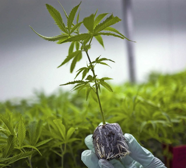 Cannabis-Pflanze  | Foto: dpa