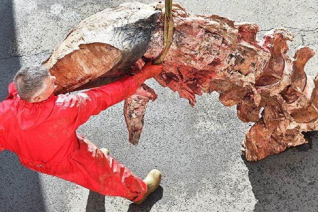 Fotos: Forscher zerlegen Wal-Skelett aus der Nordsee