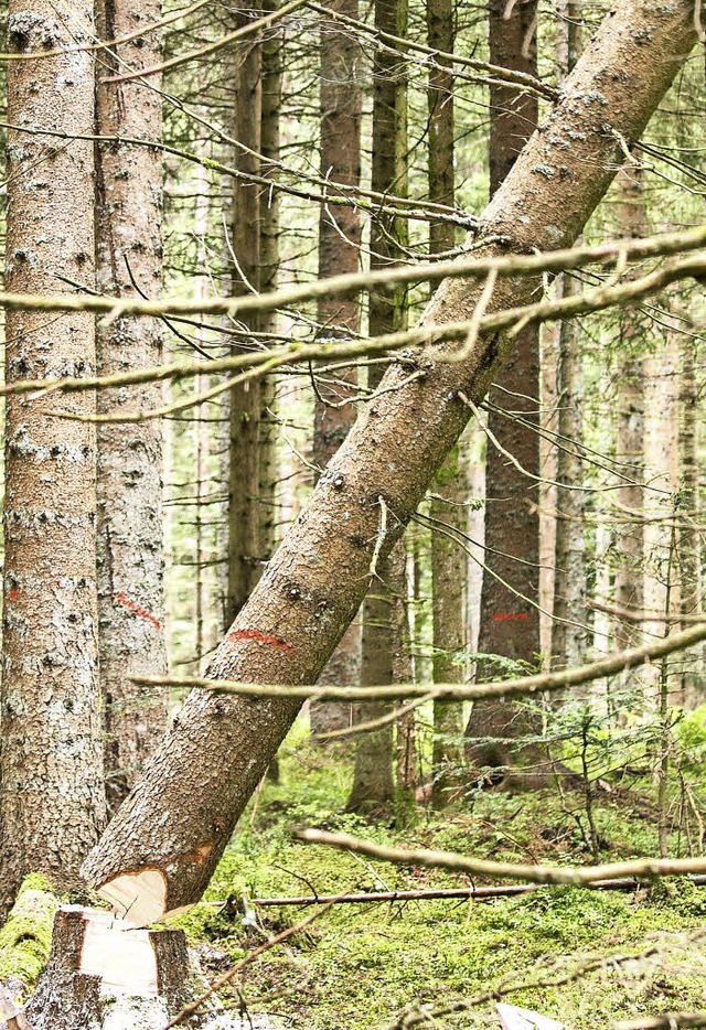 Nur  17 Prozent der gem der Forstein...ereich Normalhieb eingeordnet werden.   | Foto: Wilfried Dieckmann