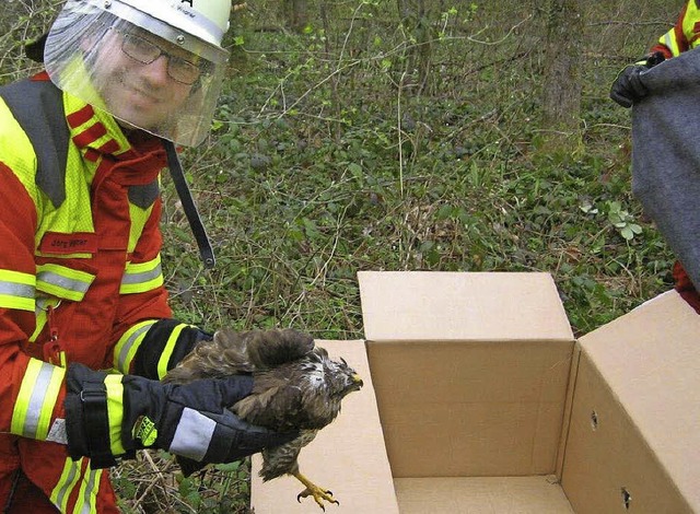 Ab in die Kiste: Einen verletzten Buss...ag gerettet und zum Tierarzt gebracht.  | Foto: zvg