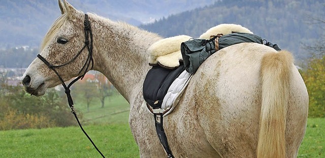 Pferde stehen an zwei Wochenenden auf ...reiluft-Turniersaison erffnet wird.    | Foto: Steinfelder