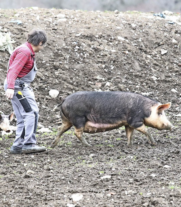 Nahezu alle Schweine konnten gerettet werden.  | Foto: Wilfried Dieckmann