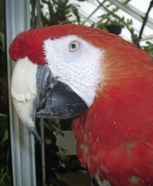 Papagei Rosalinde   | Foto: dpa