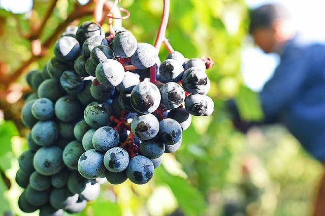 Genusstouren: Die schnsten Weinwege am Oberrhein