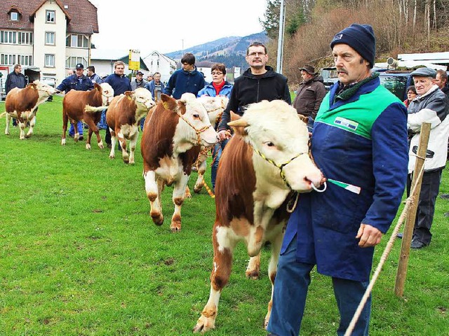 Auf dem Laufsteg: Rinder nebst Eigentmern bei der Versteigerung in Schnau   | Foto: Bertsch