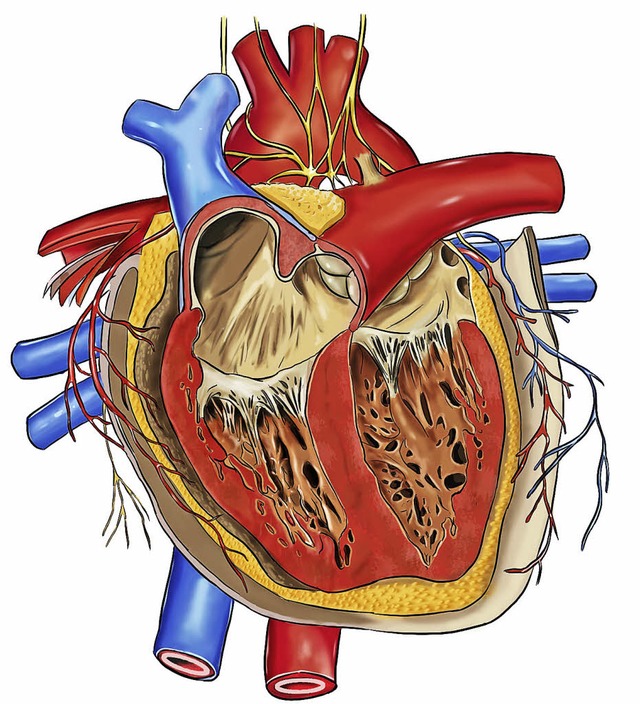 Schwierig zu simulieren: das Herz     | Foto: hakan (fotolia.com)