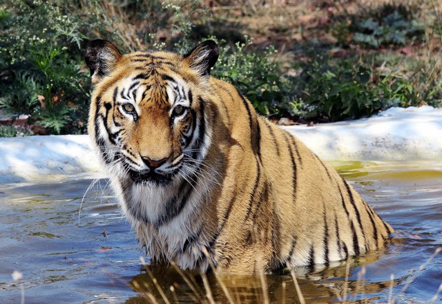4000 gibt es nun wieder auf der Welt: Tigerbestnde erholen sich.   | Foto: dpa