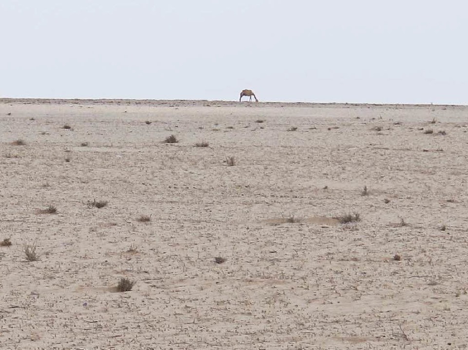 Kein grner Halm, soweit das Auge reic...drre hat das Horn von Afrika erfasst.  | Foto: Johannes Dieterich