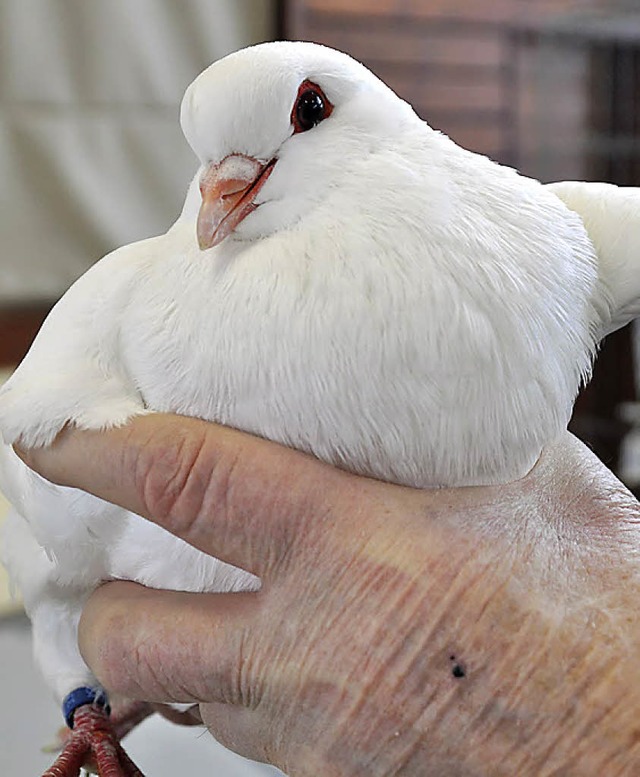 2017 findet bei den Kleintierzchtern ...rgen die Badische Taubenschau statt.   | Foto: Steckmeister