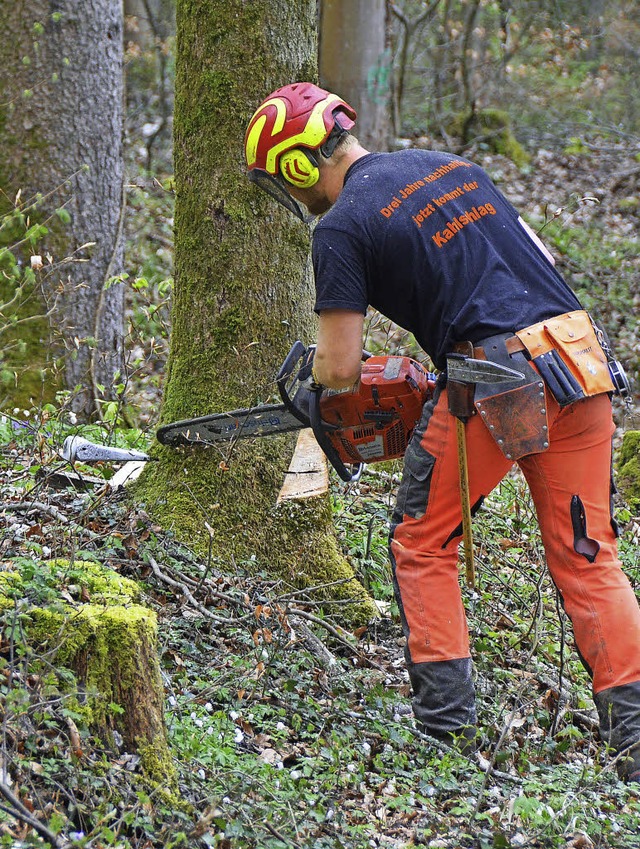 Ein Forstarbeiter fllt eine Esche im ...ld in der Nhe des rmischen Gutshofs.  | Foto: Peter Gerigk