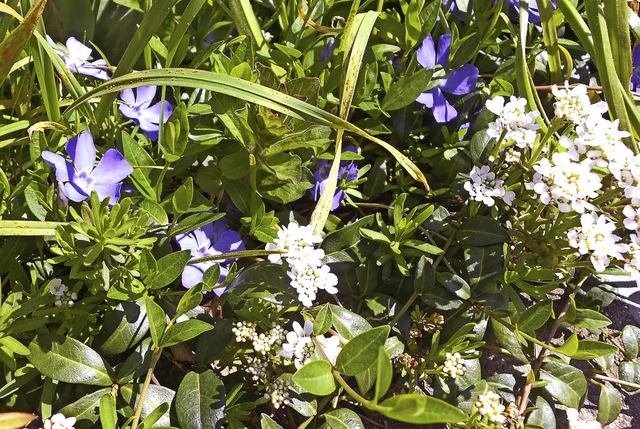 Schn im Garten und gut vermehr- und v...mergrn und die weie Schleifenblume.   | Foto: Langelott