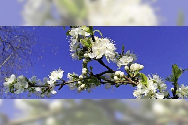 Obstbaumblte am Kaiserstuhl