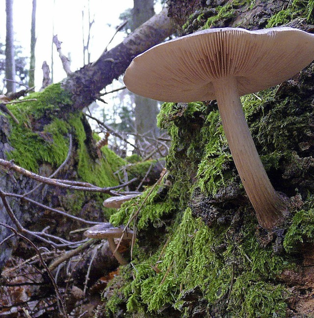 Im Bannwald bleibt  die Natur sich selbst berlassen.  | Foto: Gorny/Stadt Ettenheim