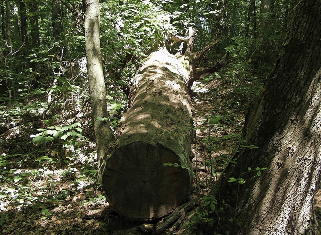 Waldbiotope sollen zur Verbesserung de...tos von Kappel-Grafenhausen beitragen.  | Foto: ARCHIVFOTO: JAHN