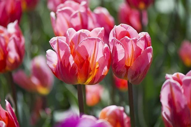 Lahr: Tulpenfest im Stadtpark