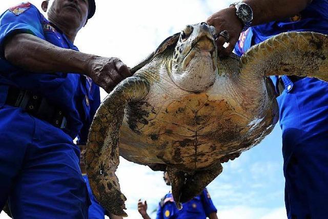 Fotos: Freiheit fr geschmuggelte Schildkrten auf Bali