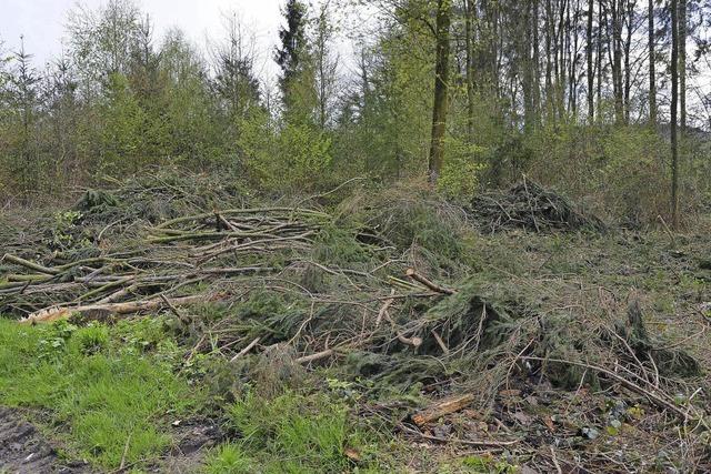 Kahlschlag wegen Kfern