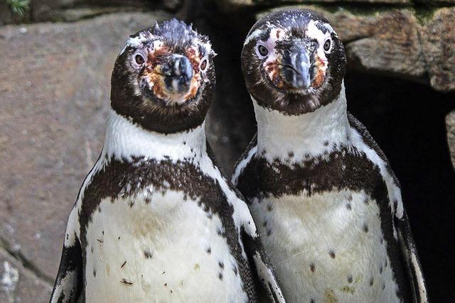 Schwules Pinguinpaar ist umgezogen