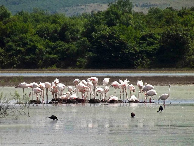 Gefhrdete Vgel: Flamingos in einer S... einem Wasserbecken zur Salzgewinnung   | Foto: Euronatur