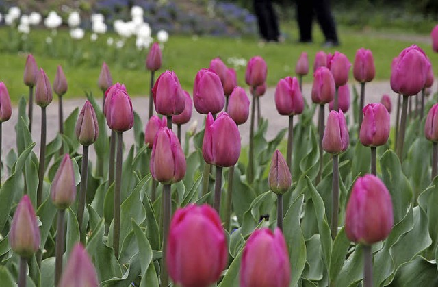 Tulpenfreunde kommen am Sonntag auf ihre Kosten.  | Foto: aRCHIV: HEIDI FSSEL