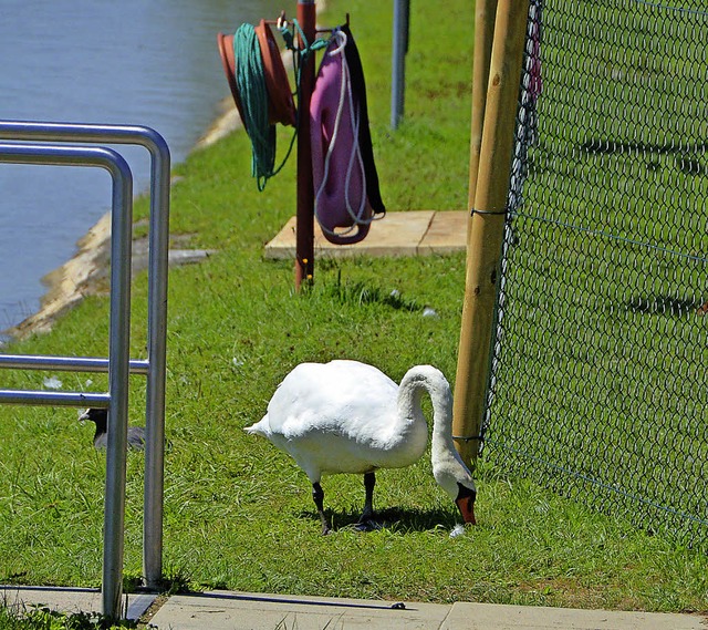 Ein Schwan zwischen Steg und Zaun im Rheinschwimmbad  | Foto: Ralf Staub