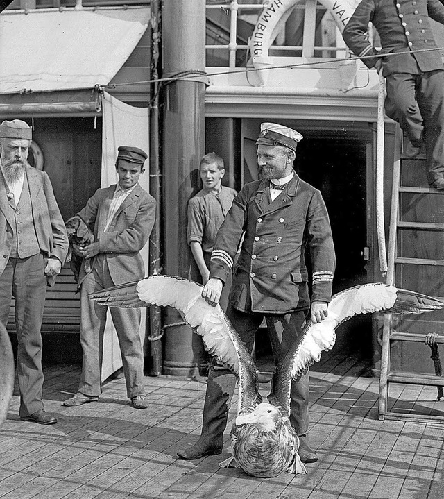 November 1898: Auf der Valdivia posier...Offizier Brunswig mit einem Albatros.   | Foto: Museum fr Naturkunde Berlin
