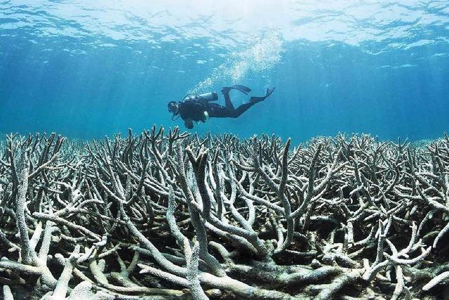 Fotos: Korallenbleiche im australischen Great Barrier Reef