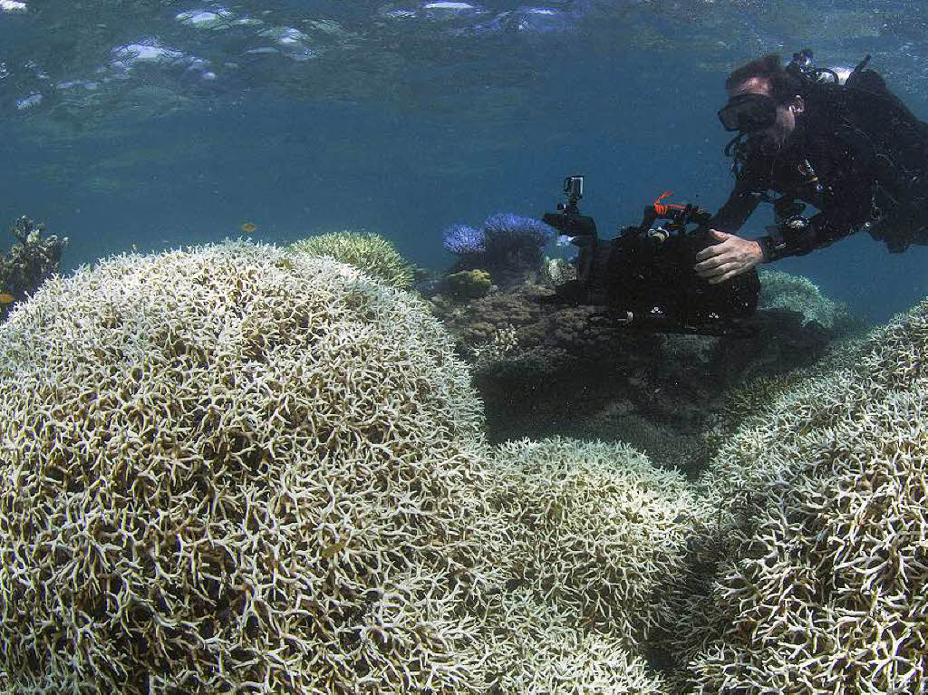 Wenn die Wassertemperatur ber lngere Zeit zu hoch ist, stoen Korallen die Algen ab, die sie mit Nhrstoffen versorgen und die bunten Farben erzeugen. Folge: Die Korallenstcke werden wei.