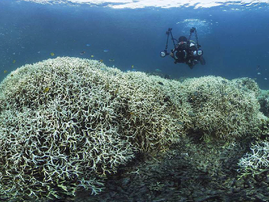 Wenn die Wassertemperatur ber lngere Zeit zu hoch ist, stoen Korallen die Algen ab, die sie mit Nhrstoffen versorgen und die bunten Farben erzeugen. Folge: Die Korallenstcke werden wei.