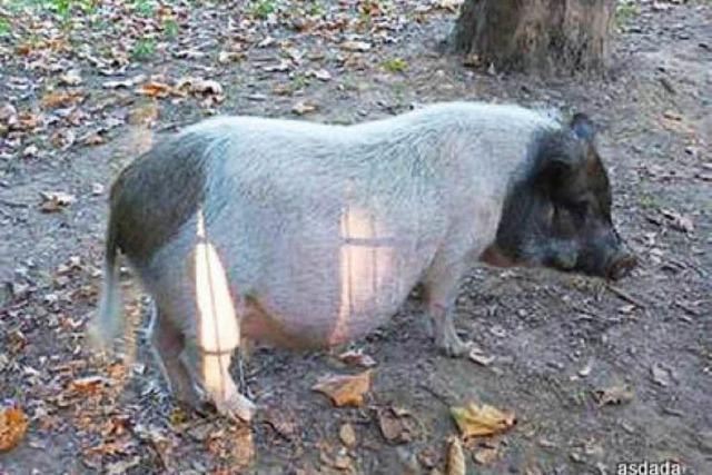 Polizeibekanntes Hängebauchschwein stromert durch den Stühlinger