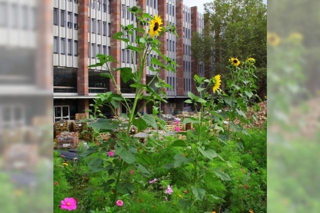 Wie Sonnenblumen den Platz der alten Synagoge ertrglich machen