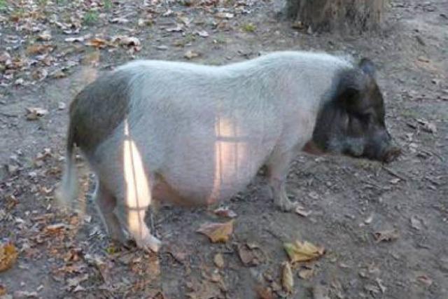 Polizei fängt Hängebauchschwein ein - und hält es für ein Ferkel