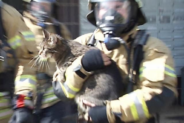 Feuerwehr rettet Kater Sammy nach Brand aus Hochhaus