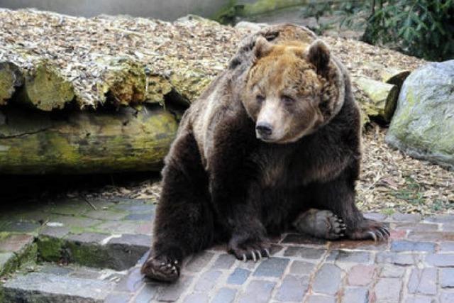 Joschi, der letzte Bär vom Mundenhof, ist tot