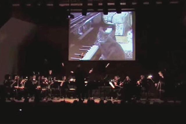 Video: Diese Katze spielt ein Klavierkonzert - mit Orchester