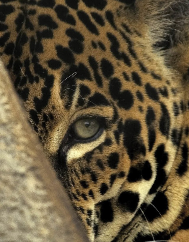 Wohnt auch im schnen Costa Rica &#8211; der Jaguar.   | Foto: dpa