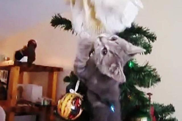 Video: So s zerstren Ktzchen deinen Weihnachtsbaum