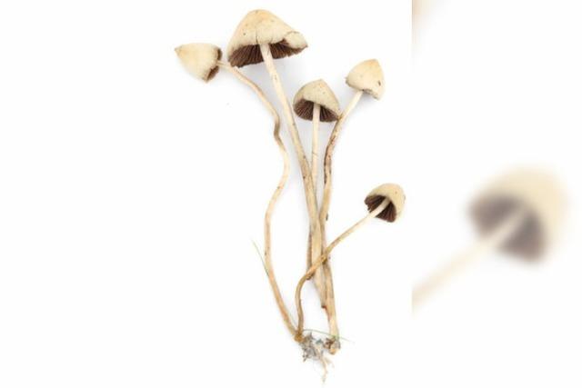 Magic Mushrooms: So wirken halluzinogene Pilze