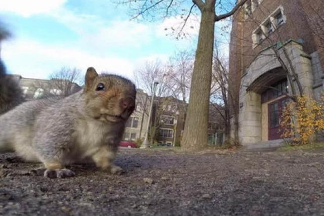Video: Eichhörnchen klaut Minikamera und flüchtet damit auf einen Baum